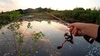 Spinning for WILD brown trout 🎣