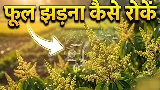 आम में फूल नहीं आ रहे? 😱 ये एक काम कर लो | Mango Flower Boost