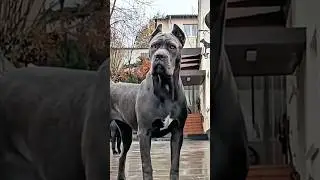 Собака, охранявшая Римскую империю, до сих пор наблюдает за ней. #короткометражки #животные