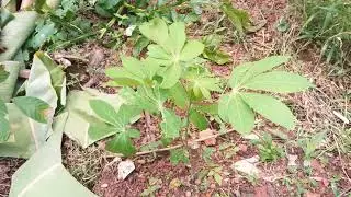 Tapiocca Plant/Cassava Plant