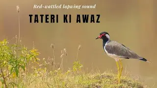 Tateri ki Awaaz / tatiri ki awaaz / Bird Sound Red-wattled Lapwing ( Tateri ) /  tatiri bird sound