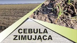 Cebula zimująca