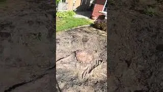 Stumping stumping