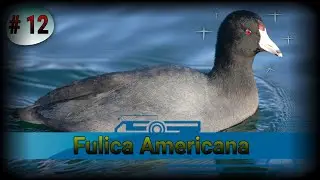 La Fulica Americana [ An&aacute;lisis # 12 ]