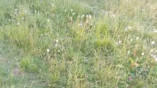 Relajo y rencor 