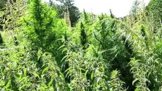 Guerilla grow in Denmark with thyphoon 2009