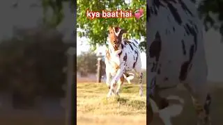 gay Ka Sundar nasl 💞#cow #bull #gaumata #gir #ytshorts #sorts #shortsfeed #short