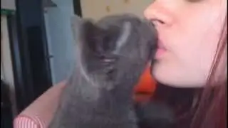 Очень ласковый котёнок целуется - доброе утро [Good morning with affectionate kitten]