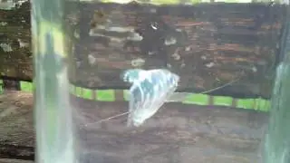 ikan sepat siam berlafalkan ALLAH.mp4