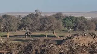 Oryx and Springbok grazing together