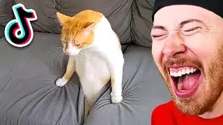 FUNNIEST Animals on TikTok!