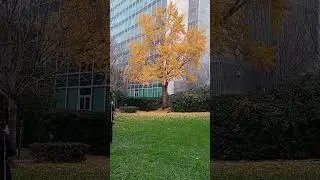 Parco Centrale passeggiata del Giappone, Laurentina