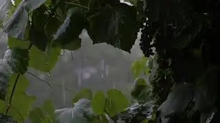 Lo-fi Chill Beats pentru Relaxare și Studiu &ndash; Live 24/7 fără &icirc;ntreruperi