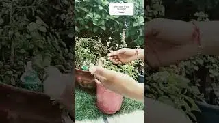 jade plant= paisa hi Paisa💸🤑 # lucky plant # garden
