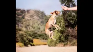 #77 CHIWEENIE 2/3   | Which Dog Should I Get? Dog Breed Selector