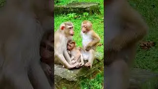 #animals #sovana #babymonkey #cute #sovanamonkey #babyprimate #sovanafimily #babyanimal