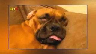 CACHORROS MAIS ENGRA&Ccedil;ADOS &bull; Radicalife