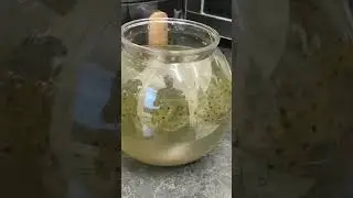 Frogspawn Rescue Episode 2