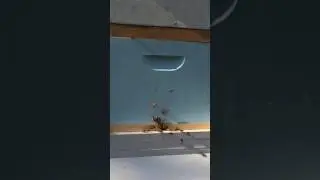 bees4