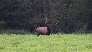 Boxley Valley Elk - Sept 2018