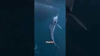 The Fastest Fish in the Ocean: The Black Marlin  #animals #curiouscurrent