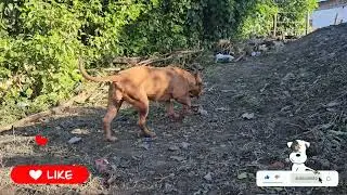 American Bully red Lion #pitmonsters