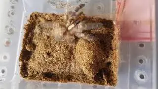 P.met eating roach