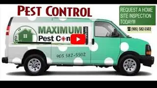 Commercial Rat Removal Service Near Me