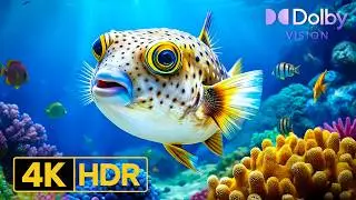 Ultimate Ocean Life Experience 🌊 8K ULTRA HD | Relaxing Sea World