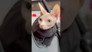 Have you ever seen a Sphinx Cat in person???     Had the privilege to have a stunning shoot with 1