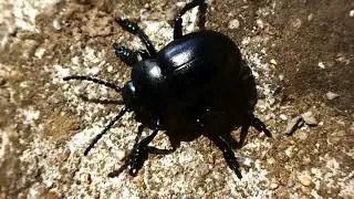 Col&eacute;opt&egrave;re TIMARCHA GOETTINGENSIS Linn&eacute;non commun : le petit crache .film&eacute; en Bretagne 22