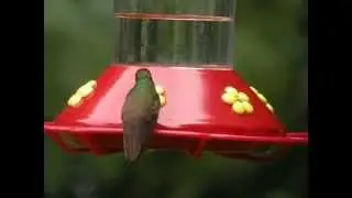Berylline Hummingbird, Grand Marais, MI, 19 September 2014