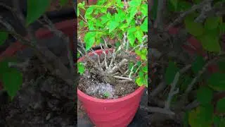 Bougainvillea Flowering Tips