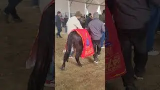 👍👍DFA kurukshetra first position male calf 0 to 6 month #shorts #DFA #viral @Bharatkisanjivan