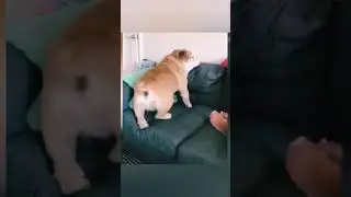 #funnydog #funnydogvideo #dogvines #SHORTS
