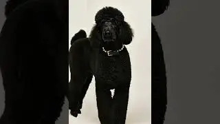 Canine Couture