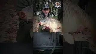 P&Ecirc;CHE &Agrave; LA CARPE- regardez-moi 7 boule jolie commune bien ronde  qui a bien mang&eacute; #fishing #carpe