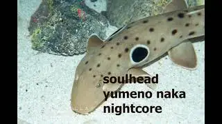 SOULHEAD - 夢の中 (Yumenonaka) nightcore