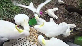 Feeding beautiful wild cockatoos in Sydney, Australia 