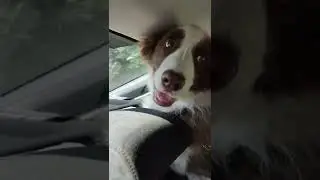 Traveling, border collie I M&aacute;zli🐶 #travel #bordercolliepuppy #bordercollie #dog #cute
