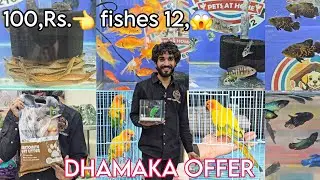 🤯Dhamaka offer wale fishes 🐟  | SUNDAY OFFER  😱 | pet at home | cat litter & food accessories