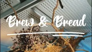 Cafe Tour at Brew & Bread , Wisma MCA, KL , Malaysia . One of the best cold brew in town !