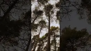 Step outside a minute... #nature #outdoors #stressrelief #scotland #shorts