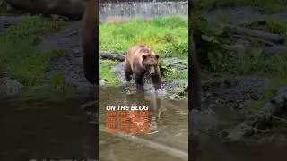 ‼️Travel Tuesday from Sitka‼️     💥NEW BLOG #alaska #sitka #bears #travel #newblog