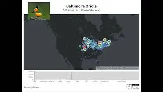 Baltimore Oriole 2025 Bird of the Year