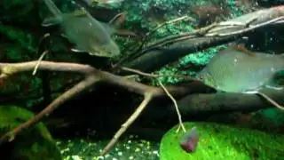 Leporinus affinis - Hlavostojka p&aacute;skovan&aacute;