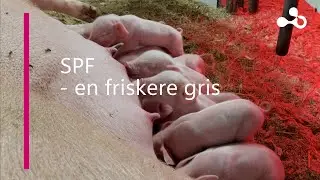 2.3 SPF   en friskere gris