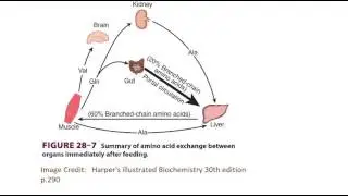 Amino acid that is not degraded in liver