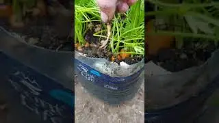 Cenoura na #pet #horta