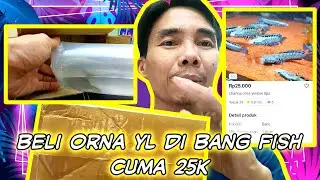 Beli Channa Orna YL di Bang Fish